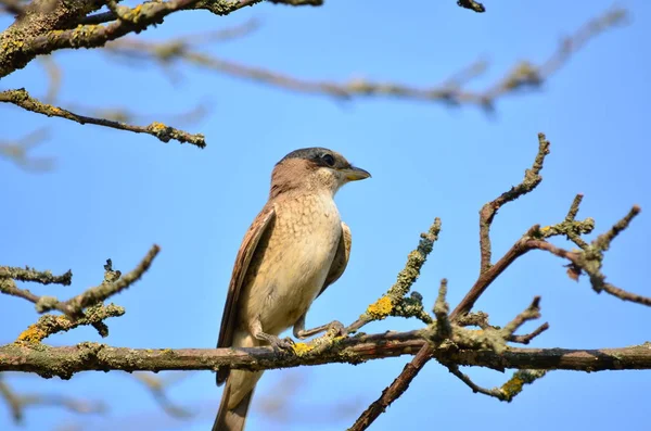 Törnskata Lanius Collurio Unga Kvinnliga Törnskata Sitt Naturliga Habitat Faunan — Stockfoto