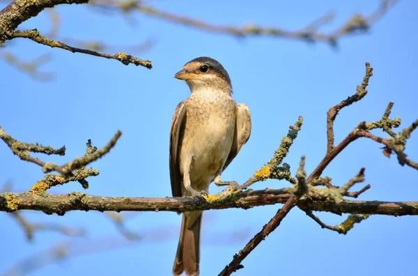 Red-backed shrike - Lanius collurio. Young female red-backed shrike in its natural habitat. Fauna of Ukraine.