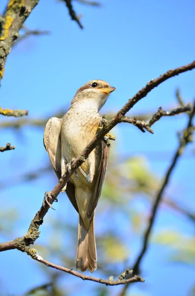 Red-backed shrike - Lanius collurio. Female red-backed shrike in its natural habitat. Fauna of Ukraine.