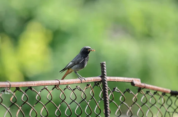 Redstart Preto Redtail Preto Phoenicurus Ochruros Blackstart Masculino Com Inseto — Fotografia de Stock