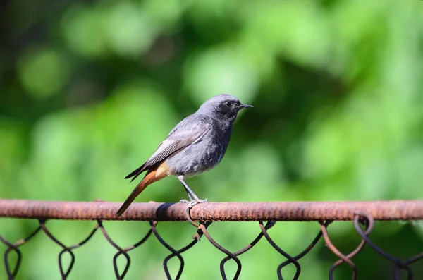 Kopciuszek Zwyczajny Lub Czarny Suszec Phoenicurus Ochruros Mężczyzna Blackstart Siedząc — Zdjęcie stockowe