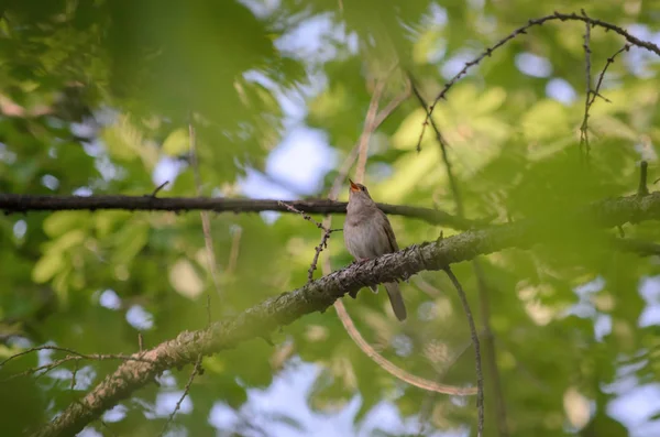 Słowik Szary Luscinia Luscinia Słowik Śpiewa Siedząc Gałęzi Lesie Fauna — Zdjęcie stockowe