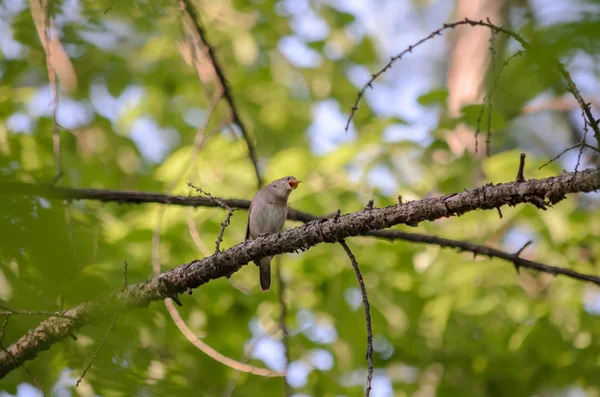 Słowik Szary Luscinia Luscinia Słowik Śpiewa Siedząc Gałęzi Lesie Fauna — Zdjęcie stockowe