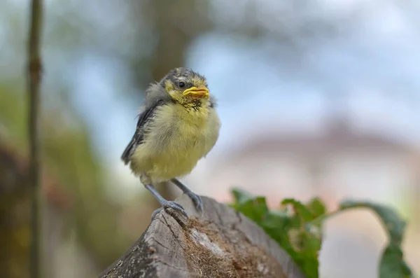 Eurasische Blaumeise Cyanistes Caeruleus Jungmeisen Fielen Aus Dem Nest Fauna — Stockfoto