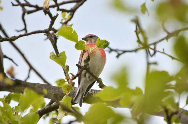 Gemensamma Linnet Linaria Cannabina Linnet Sitter Gren Livsmiljö Faunan Ukraina — Stockfoto