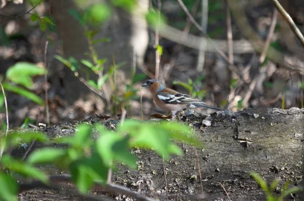 Chaffinch Comum Coelebs Fringilla Queixo Macho Num Tronco Fauna Ucrânia — Fotografia de Stock