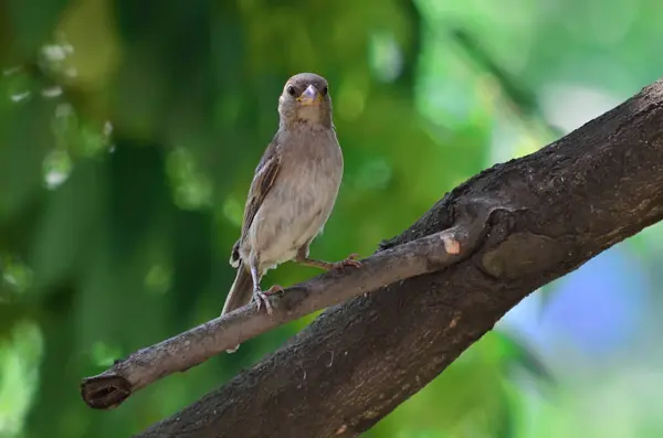 Wróbel Passer Domesticus Wróbel Siedzący Gałęzi Fauna Ukrainy — Zdjęcie stockowe