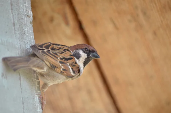 House Sparrow Passer Domesticus Gorrión Sentado Bajo Techo Casa — Foto de Stock