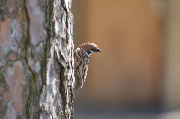 Gråsparv Passer Domesticus Sparrow Sitter Ett Träd Faunan Ukraina — Stockfoto