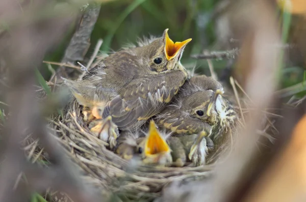 Yuva doğal ortamlarında bir şarkı ardıç (Turdus philomelos) fledglings. Ukrayna faunası. Sığ derinlik-in tarla, portre.
