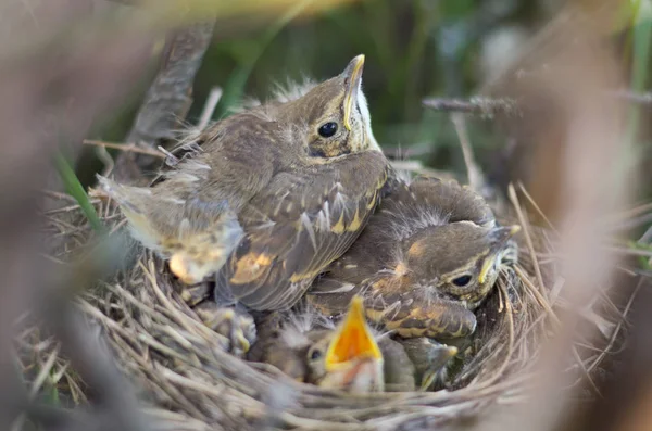 Bir şarkı ardıç kuşu (Turdus philomelos) doğal ortamlarında fledglings. Ukrayna faunası. Sığ derinlik-in tarla, portre.