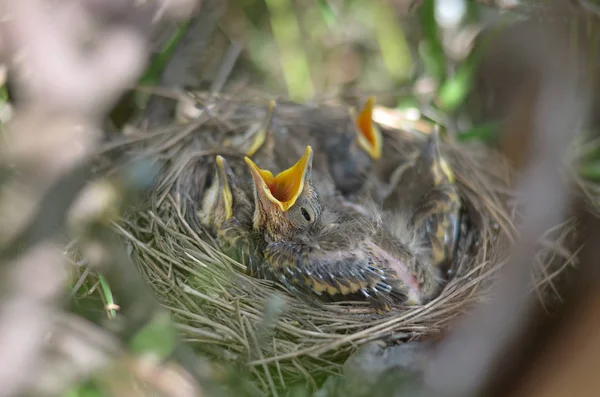 Bir şarkı yemek istemekten ardıç kuşu (Turdus Philomelos) yavru kuş. Ukrayna faunası. Sığ derinlik-in tarla, portre.