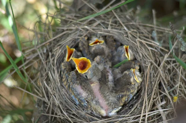 Pięciu Baby Ptaki Drozd Śpiewak Turdus Philomelos Czeka Jedzenie Fauna — Zdjęcie stockowe