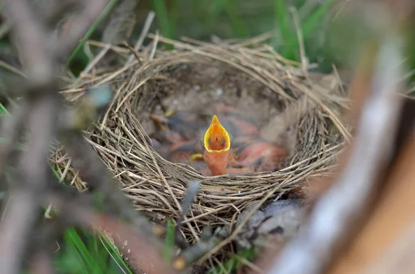 Bir şarkı ile beslenmeleri için açık bekleyen ardıç kuşu (Turdus Philomelos) yuva küçük yeni doğan bebek kuş. Ukrayna faunası. Sığ derinlik-in tarla, portre.