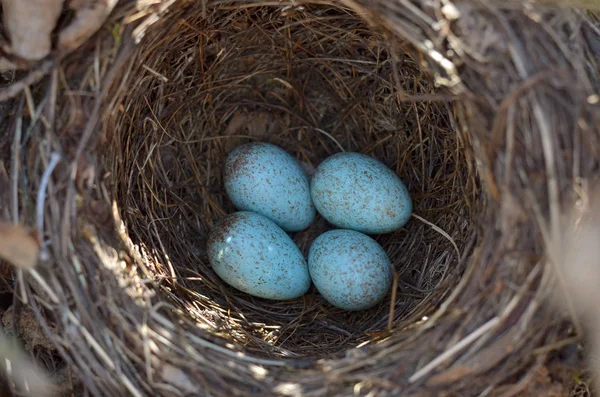 Avrasya blackbird - Turdus merula yuvası. Doğal ortamlarında bir ortak kara'nın kuş yuvada dört turkuaz benekli yumurta. Ukrayna faunası. Sığ derinlik-in tarla, portre.