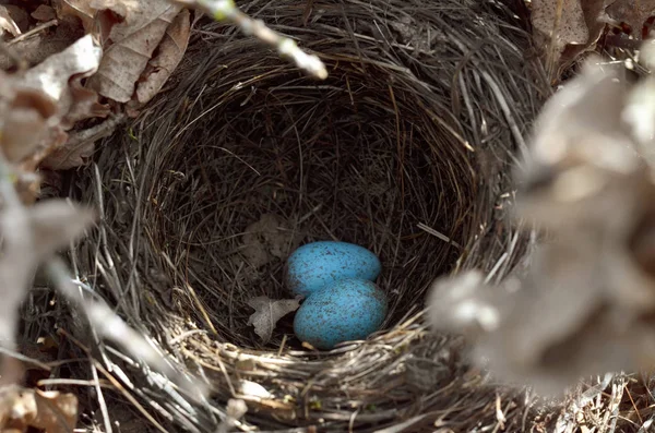 Eurasian Blackbird Nest Turdus Merula Two Turquoise Speckled Eggs Nest — Stock Photo, Image