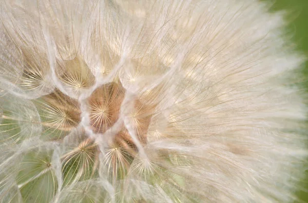 Sarı salsify veya tragopogon dubius başkanı tohum
