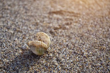 Sahilde deniz kabuğu