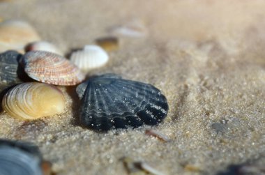 Kumsalda deniz kabukları