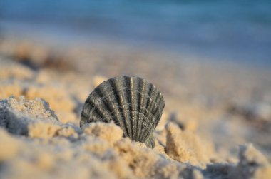 Sahilde Karadeniz kabuğu