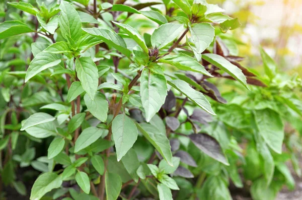 Albahaca fresca en el jardín —  Fotos de Stock