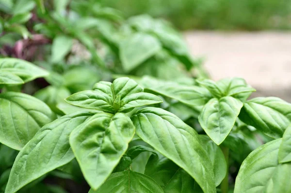 Albahaca verde fresca —  Fotos de Stock