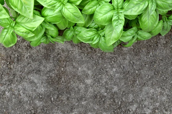 Fresh green basil — Stock Photo, Image