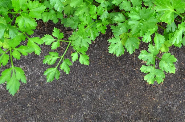 Fresh parsley green — Stock Photo, Image