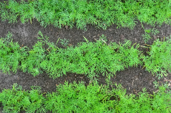 Green dill in black soil — Stock Photo, Image