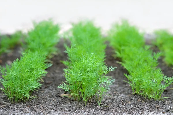 Junger grüner Dill — Stockfoto