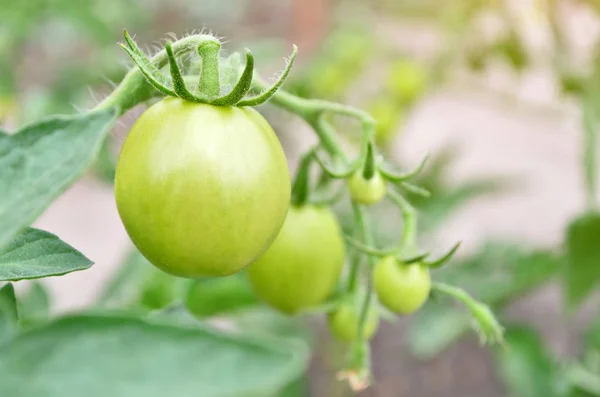 Unripe green tomato Stock Image