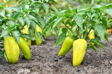 Sarı kırmızı biber çalılar