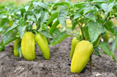 Tatlı sarı kırmızı biber çalılar