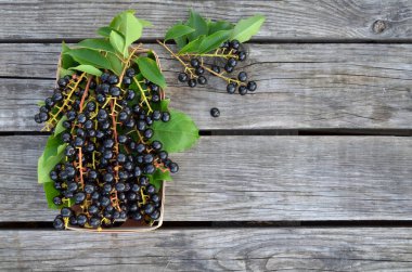 Olgun kuş kiraz çilek - Prunus serotina