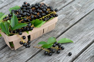 Olgun kuş kiraz çilek - Prunus serotina