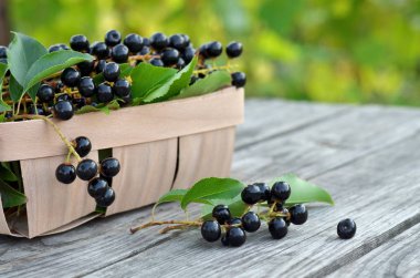 Olgun kuş kiraz çilek - Prunus serotina