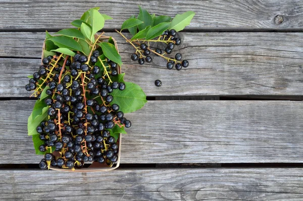 Ripe bird cherry berries - Prunus serotina