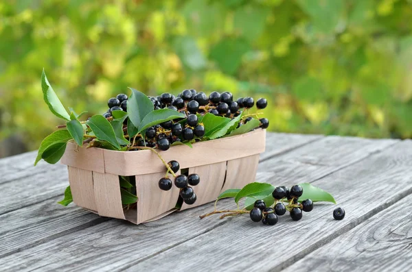 Ripe bird cherry berries - Prunus serotina