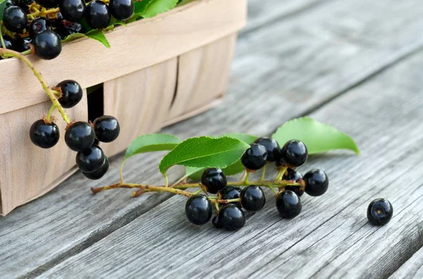 Bagas de cereja de pássaro maduras - Prunus serotina — Fotografia de Stock