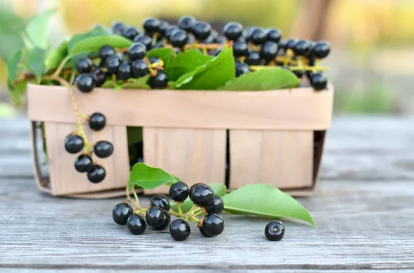 Ripe bird cherry berries - Prunus serotina