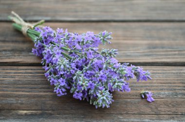 Taze kokulu lavanta çiçekleri