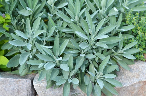 Salvia officinalis or common sage — Stock Photo, Image