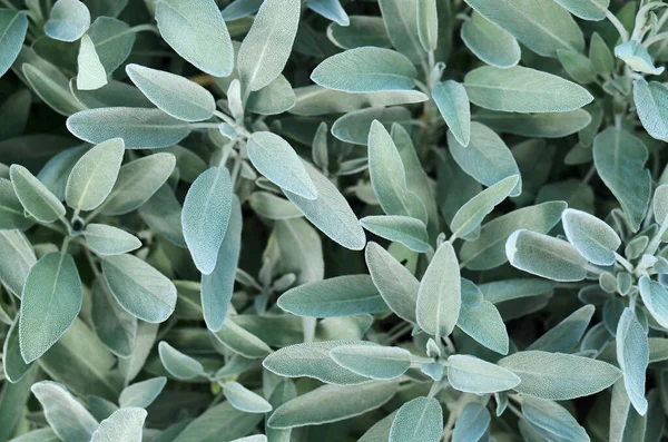 Συχνές φασκόμηλες ή salvia officinalis — Φωτογραφία Αρχείου