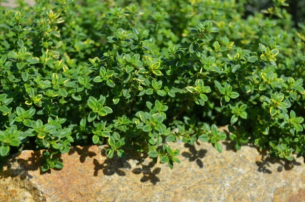 레몬 티메 (Lemon thyme) 또는 감귤 백리향 - 다년생 식물 — 스톡 사진