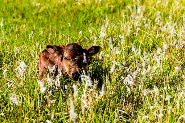 Young Calf Three Days Old Hiding Grass Pasture — Stock Photo, Image