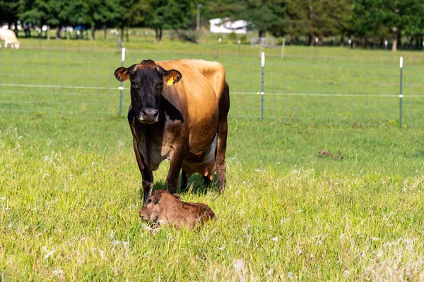 Jersey Cow Next Her Three Day Old Brown Calf — Stock Photo, Image