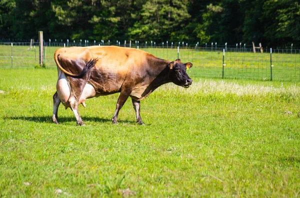 Jersey cow, with enlarged udder, just days after giving birth