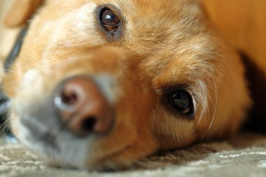 Köpeğin yüzüne yakın çekim, yerde dinleniyor. Sığ alan derinliği