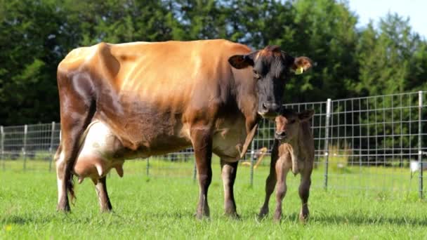 Jersey ko med en förstorad juver står nära sin nyfödda kalv — Stockvideo