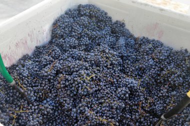 Hasattan sonra, fıçıdaki üzümler. Alicante Bouschet türü